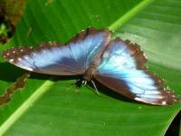 Papillon du Costa Rica