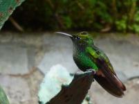 Colibri du Costa Rica