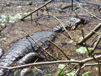 Tortuguero, Costa Rica