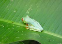 Grenouille du Costa Rica