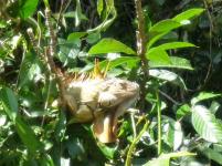 Iguane du Costa Rica