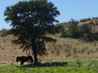 Autruches de Namibie