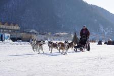 Chiens de traineau, Baïkal