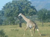 1311166666girafe Kiran